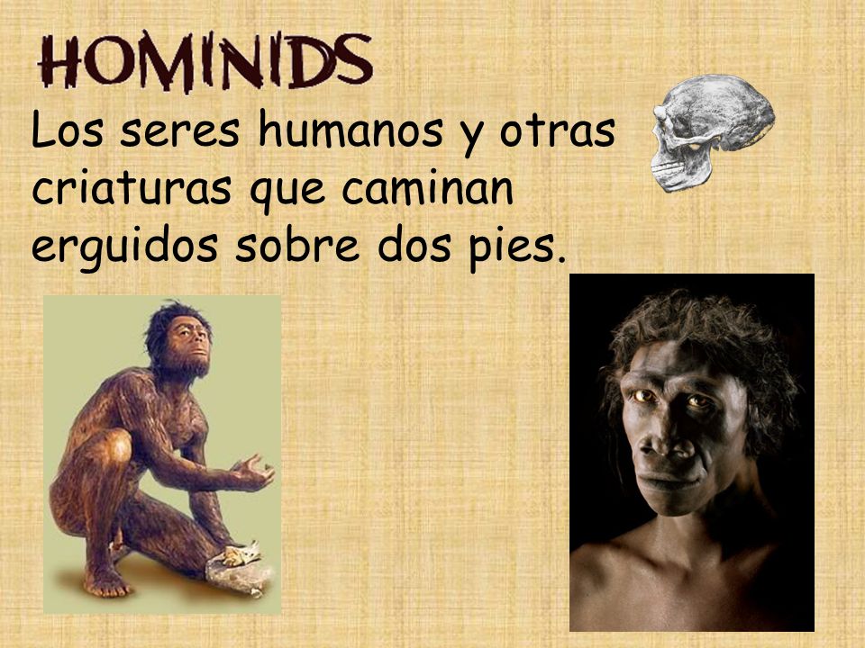Los seres humanos y otras criaturas que caminan erguidos sobre dos pies.