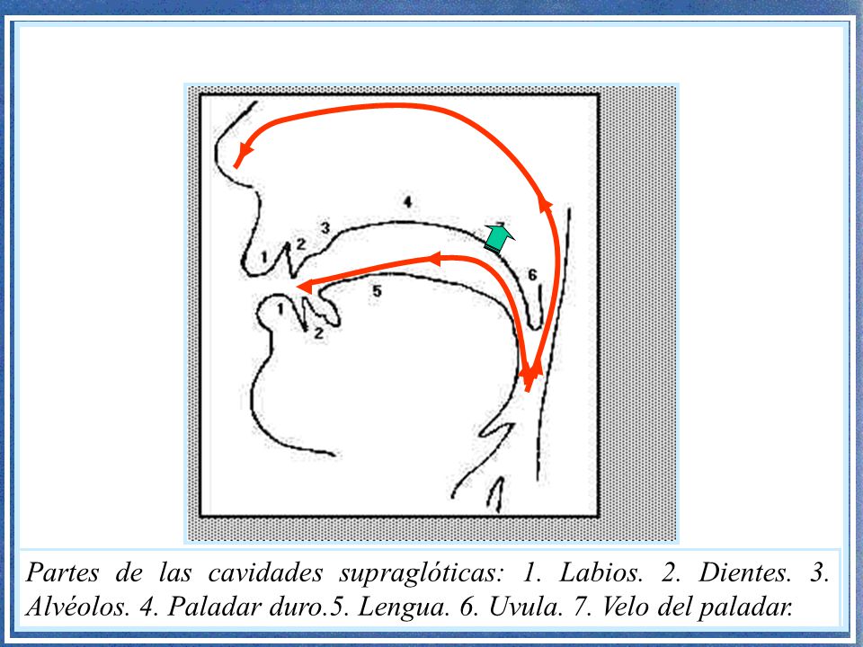 Partes de las cavidades supraglóticas: 1. Labios. 2. Dientes. 3