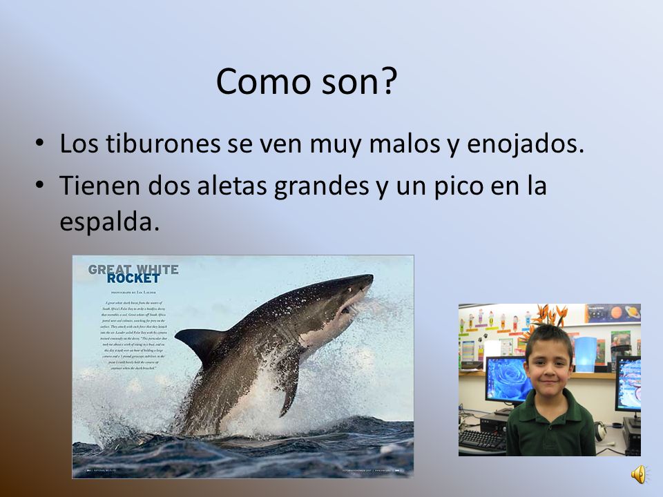 Como son Los tiburones se ven muy malos y enojados.
