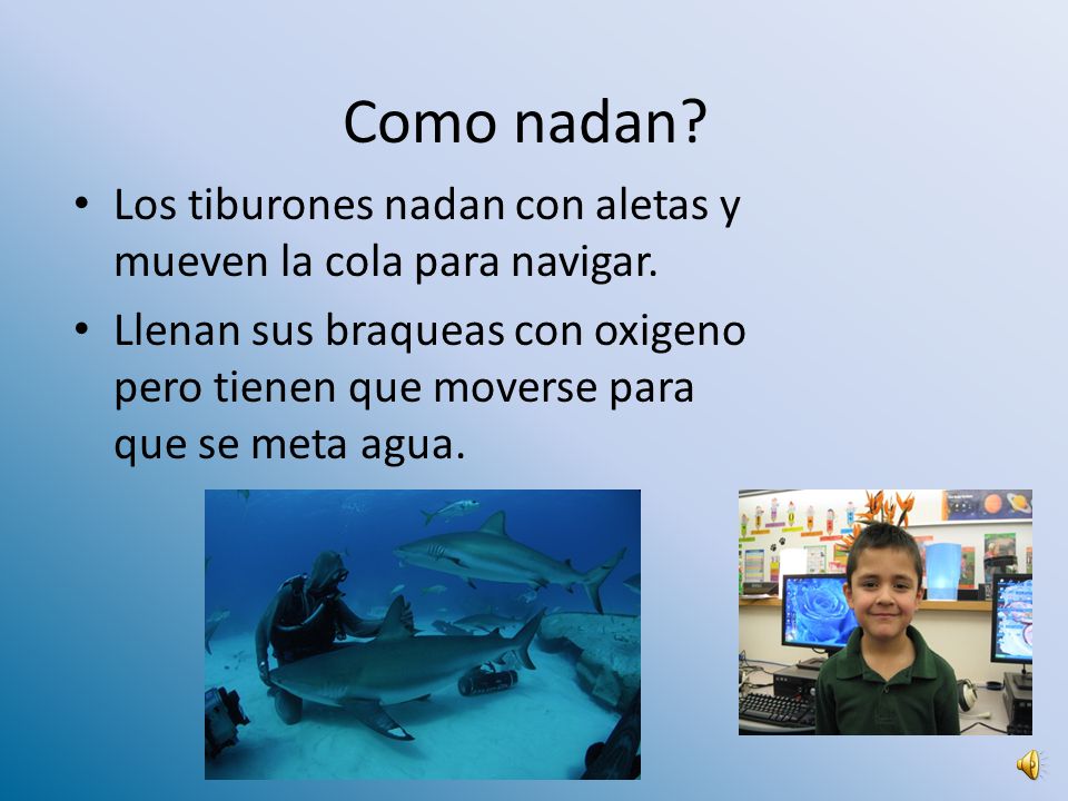 Como nadan Los tiburones nadan con aletas y mueven la cola para navigar.