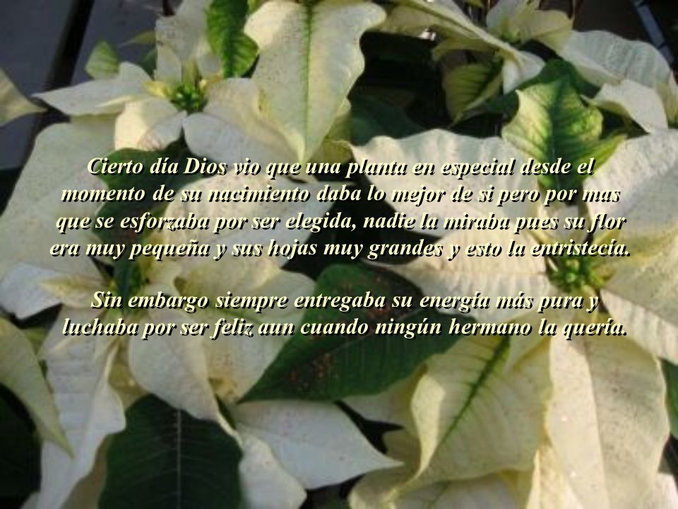 Cierto día Dios vio que una planta en especial desde el momento de su nacimiento daba lo mejor de si pero por mas que se esforzaba por ser elegida, nadie la miraba pues su flor era muy pequeña y sus hojas muy grandes y esto la entristecía.