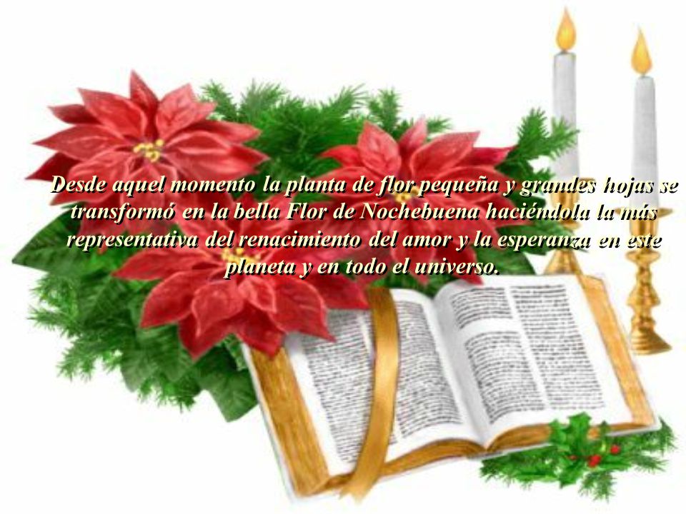 Desde aquel momento la planta de flor pequeña y grandes hojas se transformó en la bella Flor de Nochebuena haciéndola la más representativa del renacimiento del amor y la esperanza en este planeta y en todo el universo.