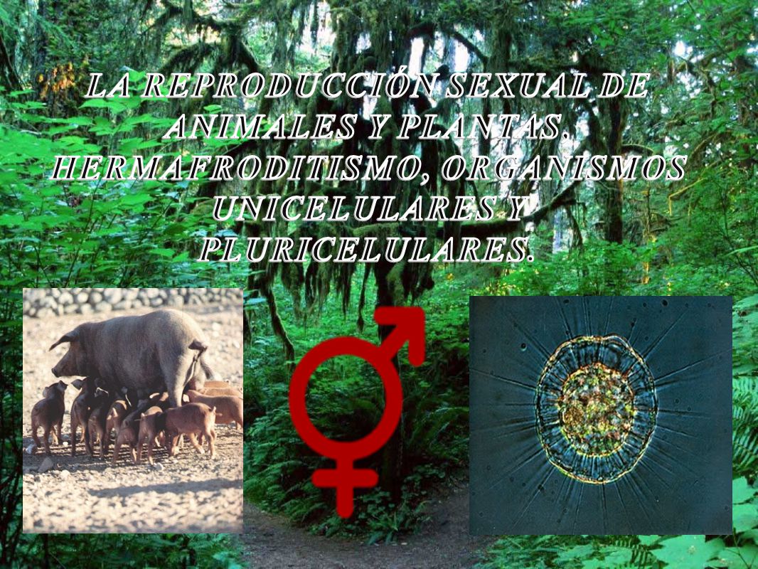 LA REPRODUCCIÓN SEXUAL DE ANIMALES Y PLANTAS, HERMAFRODITISMO, ORGANISMOS UNICELULARES Y PLURICELULARES.
