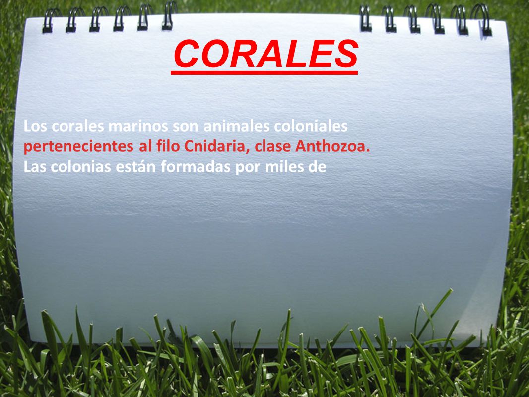 CORALES Los corales marinos son animales coloniales