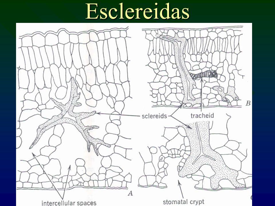 Esclereidas