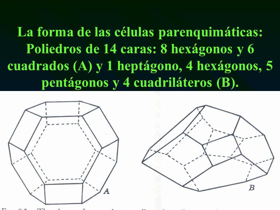 La forma de las células parenquimáticas: Poliedros de 14 caras: 8 hexágonos y 6 cuadrados (A) y 1 heptágono, 4 hexágonos, 5 pentágonos y 4 cuadriláteros (B).