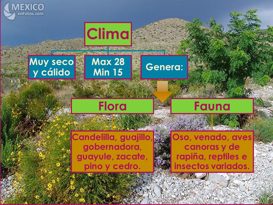 Clima Flora Fauna Muy seco y cálido Max 28 Min 15 Genera: