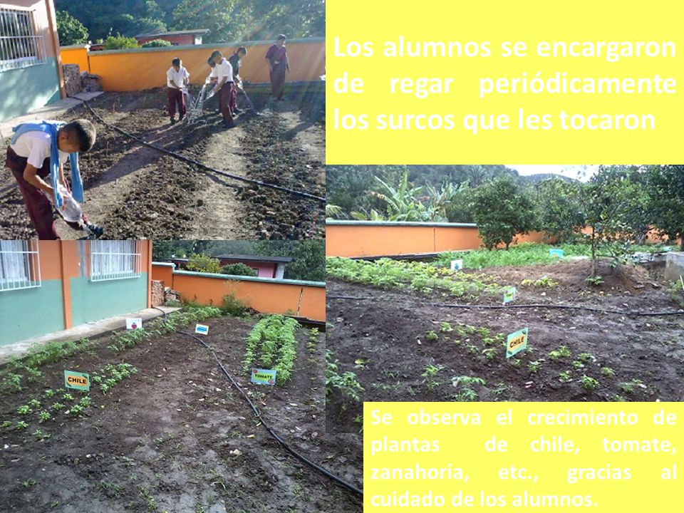 Los alumnos se encargaron de regar periódicamente los surcos que les tocaron