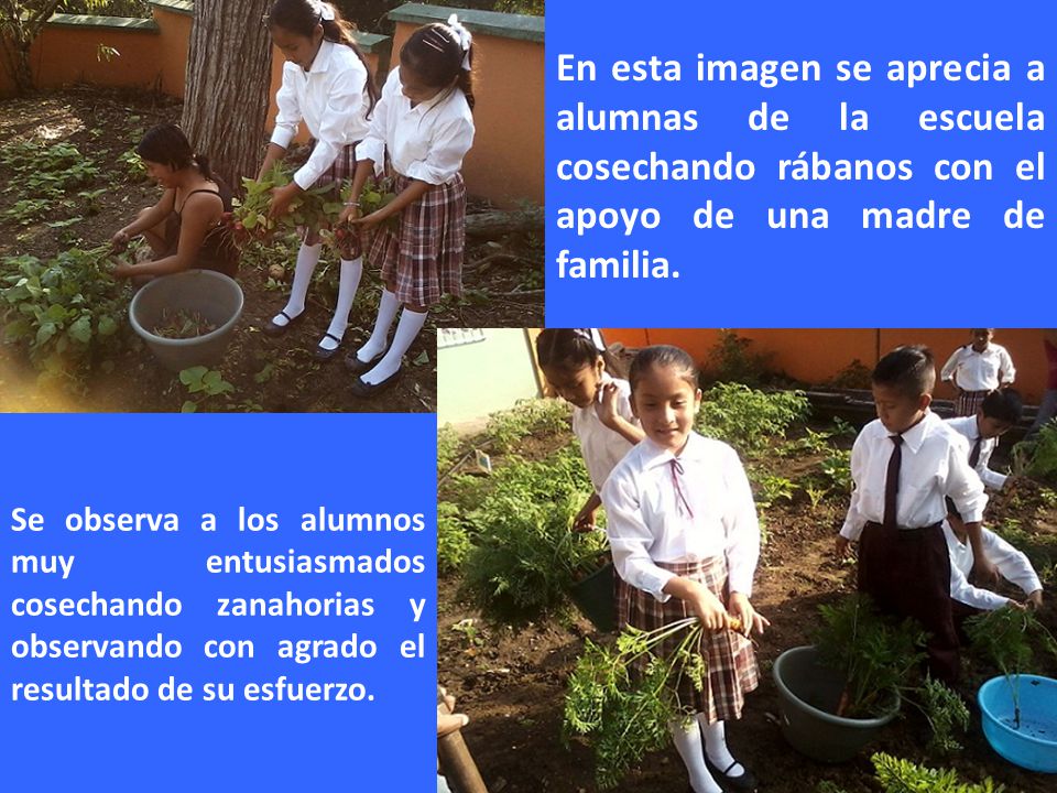 En esta imagen se aprecia a alumnas de la escuela cosechando rábanos con el apoyo de una madre de familia.