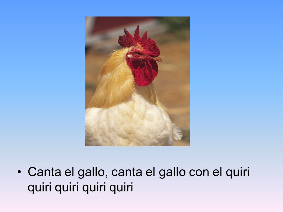 Canta el gallo, canta el gallo con el quiri quiri quiri quiri quiri