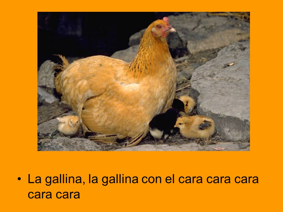 La gallina, la gallina con el cara cara cara cara cara