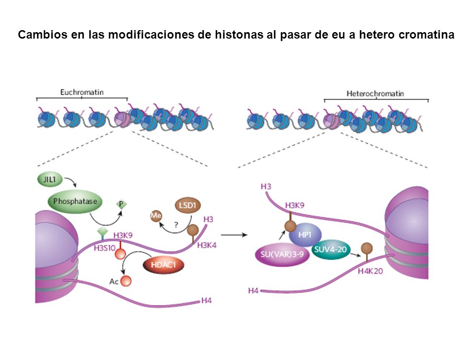 Cambios en las modificaciones de histonas al pasar de eu a hetero cromatina