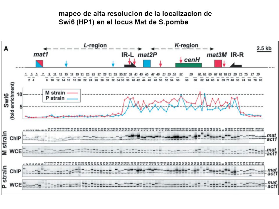 mapeo de alta resolucion de la localizacion de Swi6 (HP1) en el locus Mat de S.pombe