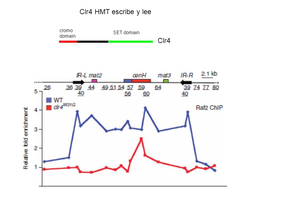 Clr4 HMT escribe y lee cromo domain SET domain Clr4