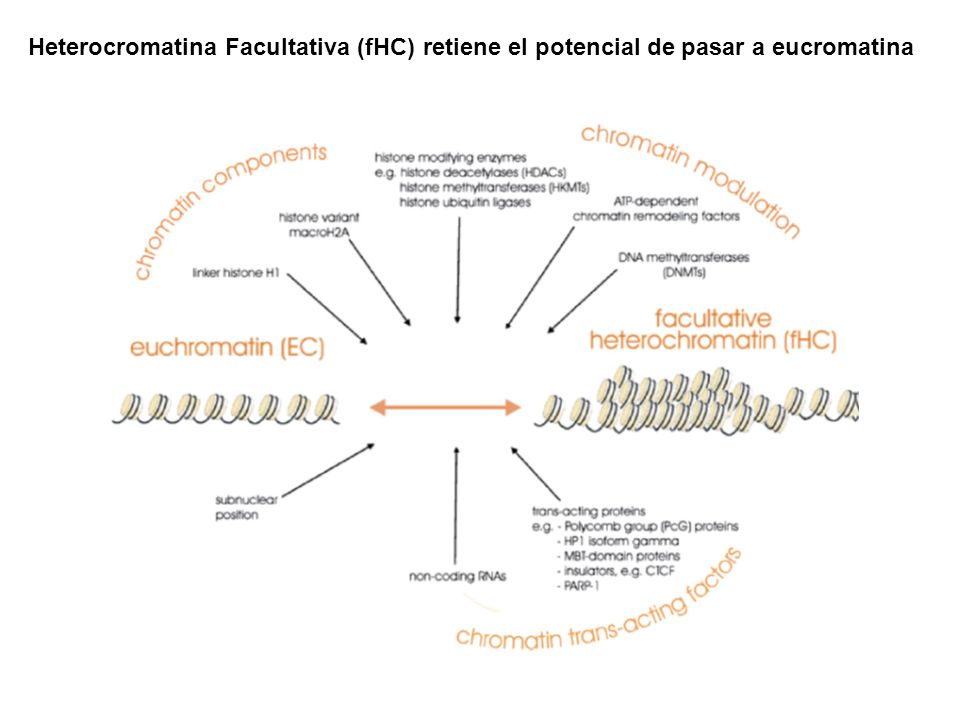 Heterocromatina Facultativa (fHC) retiene el potencial de pasar a eucromatina