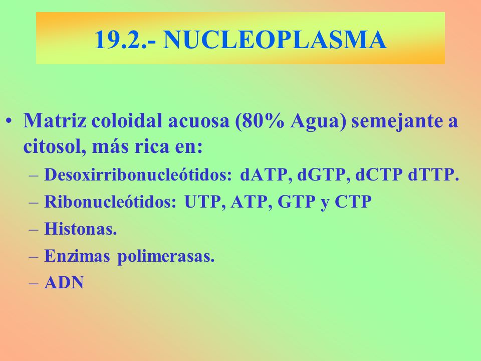 NUCLEOPLASMA Matriz coloidal acuosa (80% Agua) semejante a citosol, más rica en: Desoxirribonucleótidos: dATP, dGTP, dCTP dTTP.