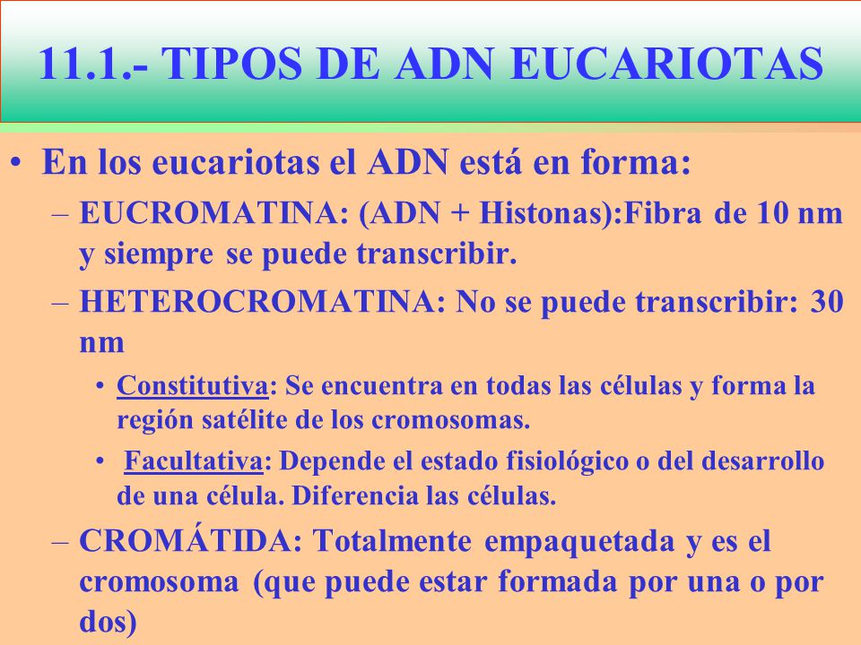 TIPOS DE ADN EUCARIOTAS