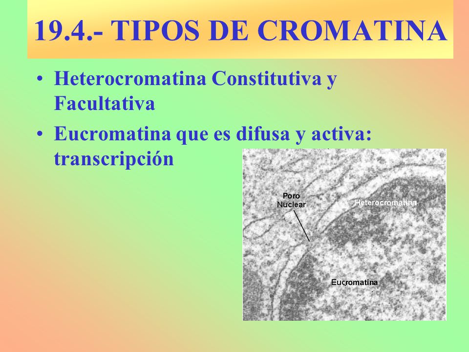 TIPOS DE CROMATINA Heterocromatina Constitutiva y Facultativa