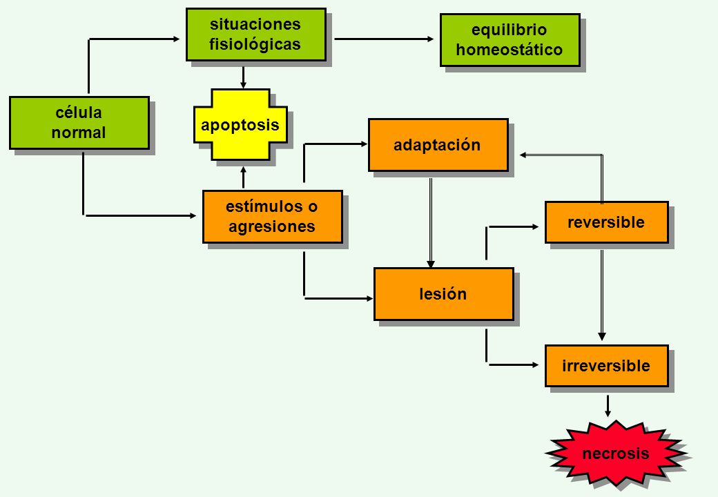 situaciones fisiológicas. equilibrio. homeostático. apoptosis. célula. normal. adaptación. estímulos o.