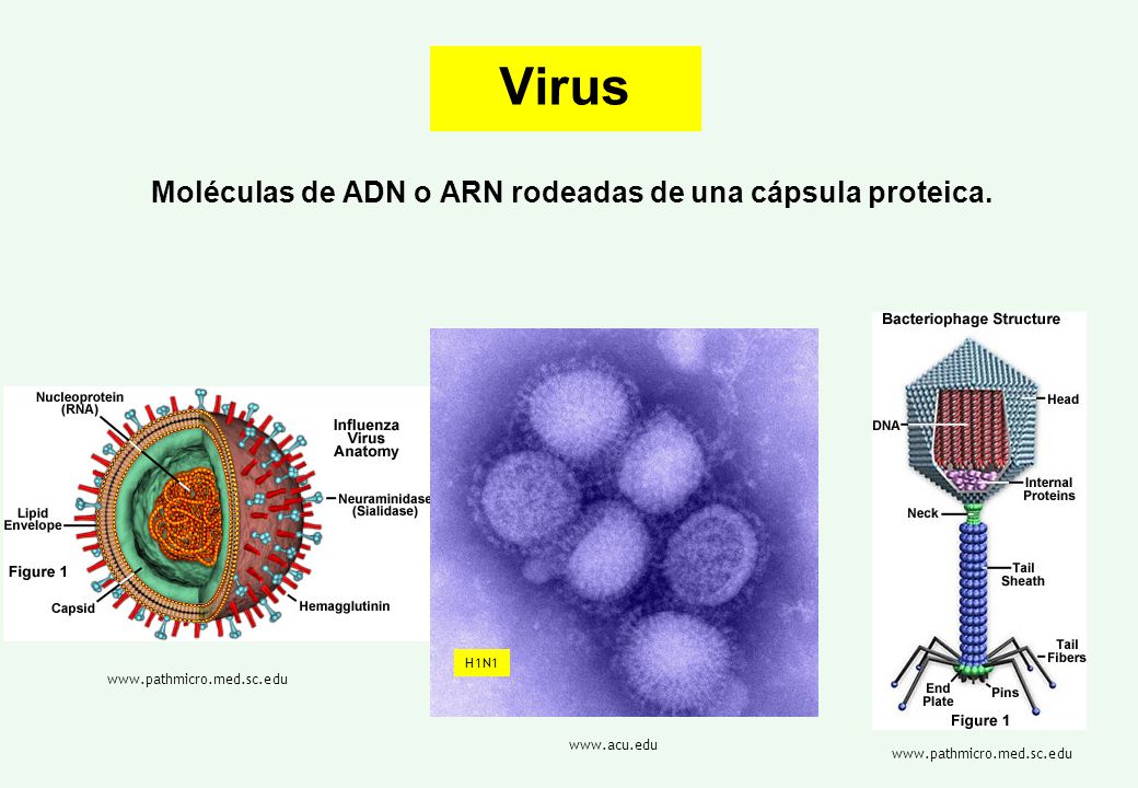 Moléculas de ADN o ARN rodeadas de una cápsula proteica.