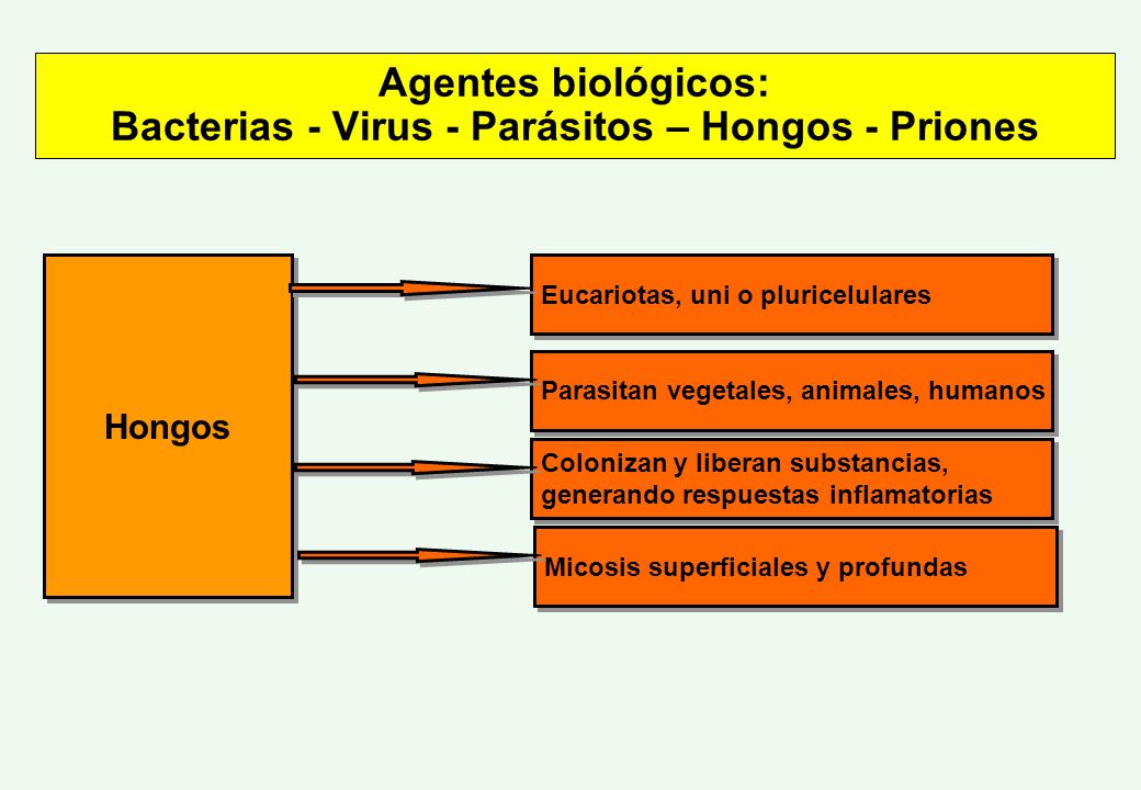 Agentes biológicos: Bacterias - Virus - Parásitos – Hongos - Priones
