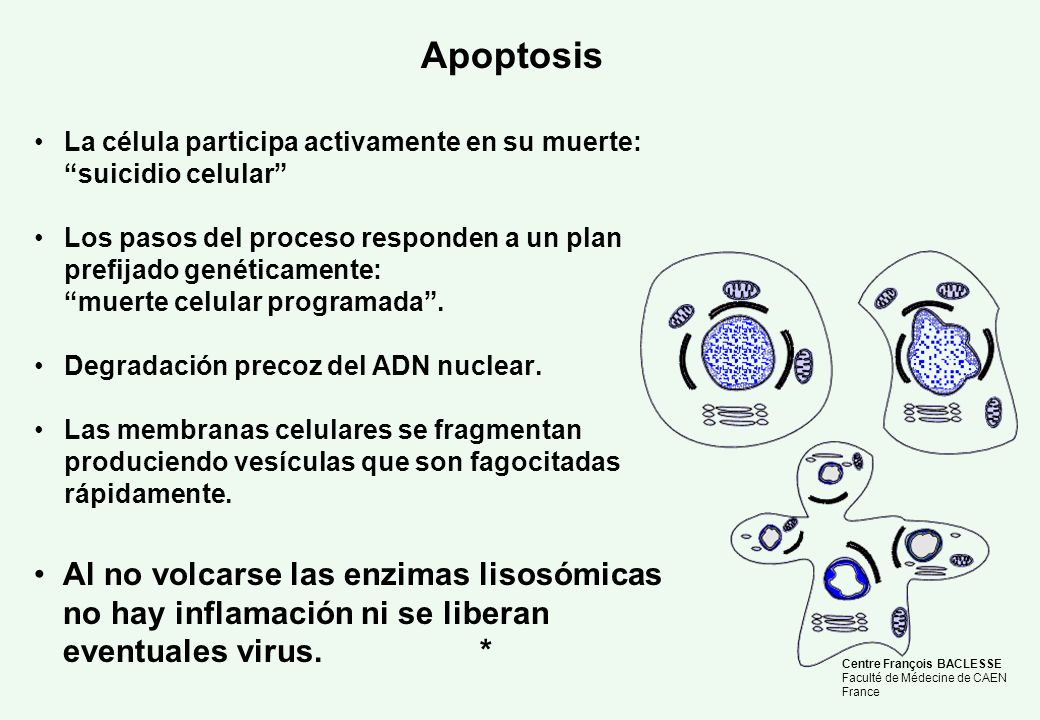 Apoptosis La célula participa activamente en su muerte: suicidio celular