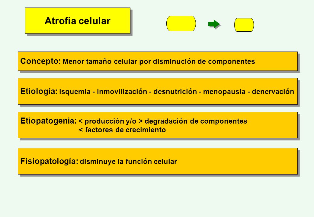 Atrofia celular Concepto: Menor tamaño celular por disminución de componentes.