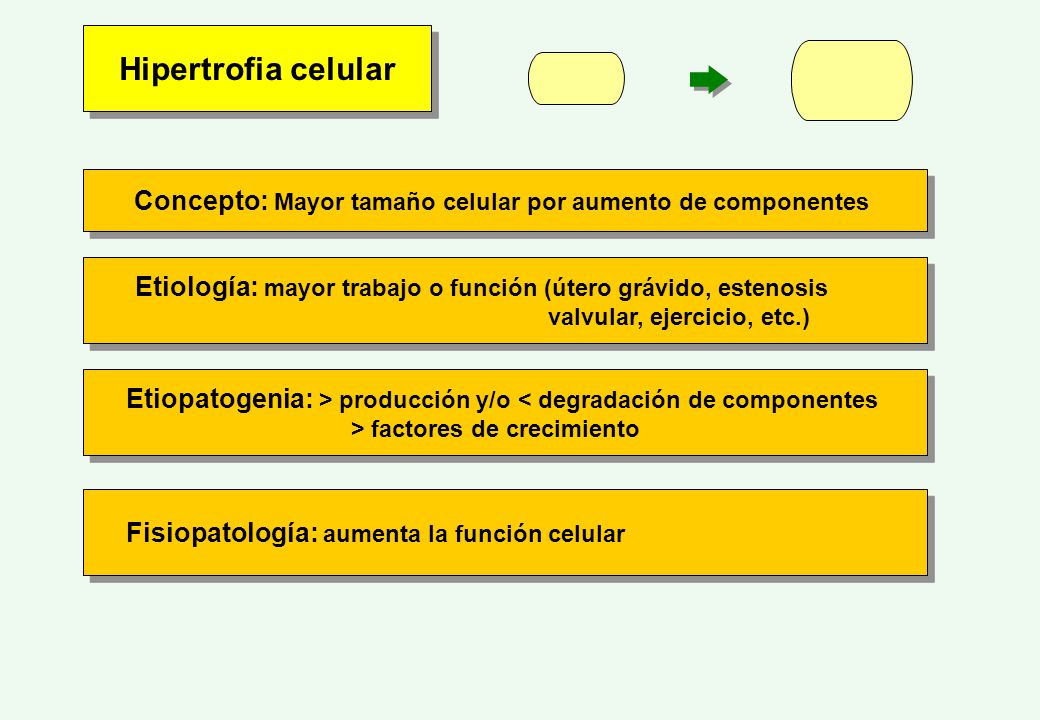 Hipertrofia celular Concepto: Mayor tamaño celular por aumento de componentes. Etiología: mayor trabajo o función (útero grávido, estenosis.