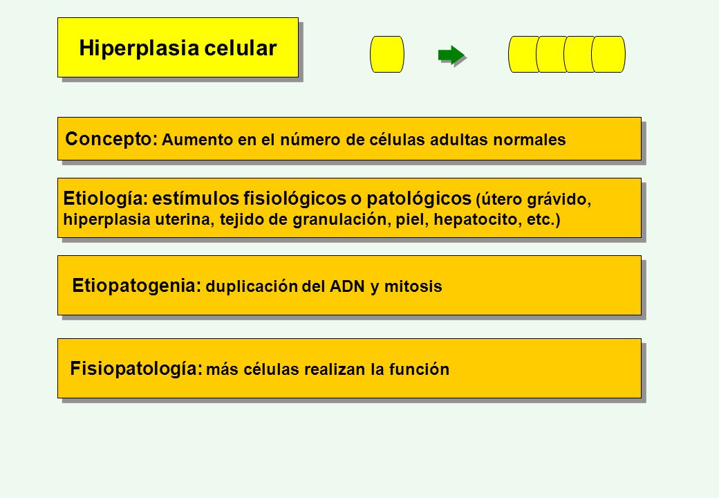 Hiperplasia celular Concepto: Aumento en el número de células adultas normales.