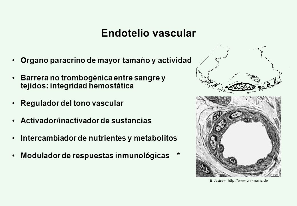 Endotelio vascular Organo paracrino de mayor tamaño y actividad