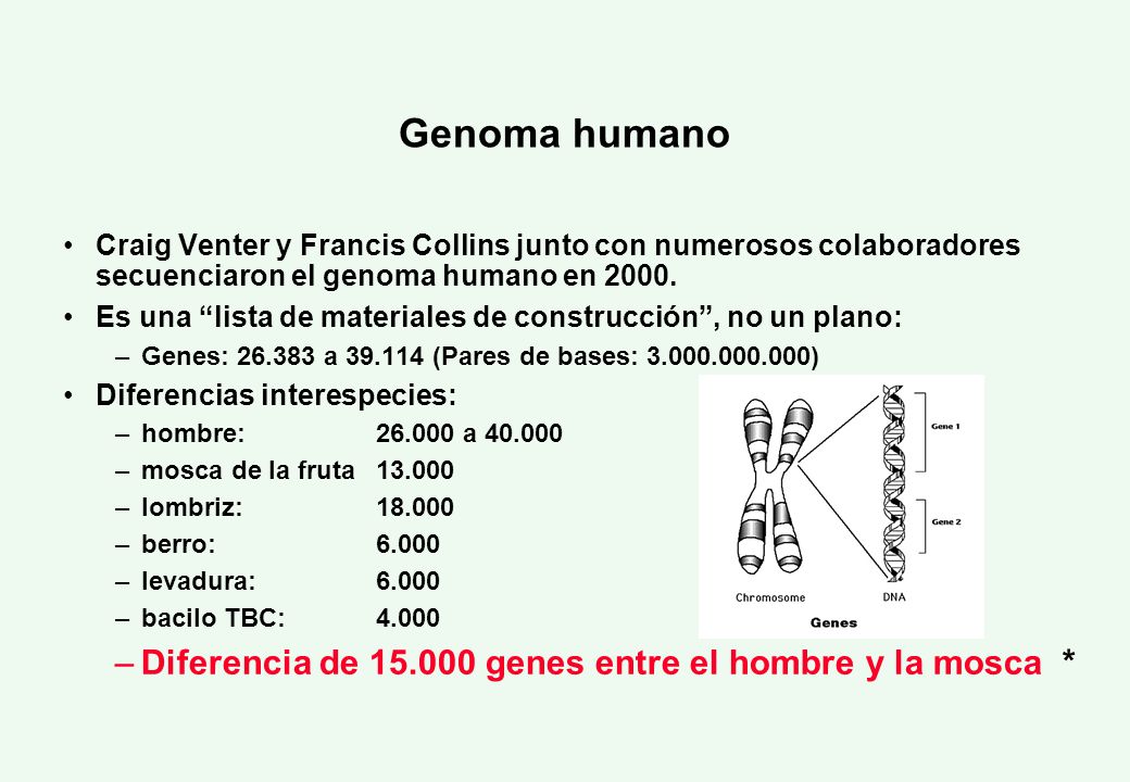 Genoma humano Diferencia de genes entre el hombre y la mosca *
