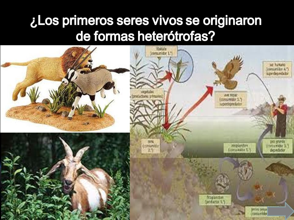 ¿Los primeros seres vivos se originaron de formas heterótrofas