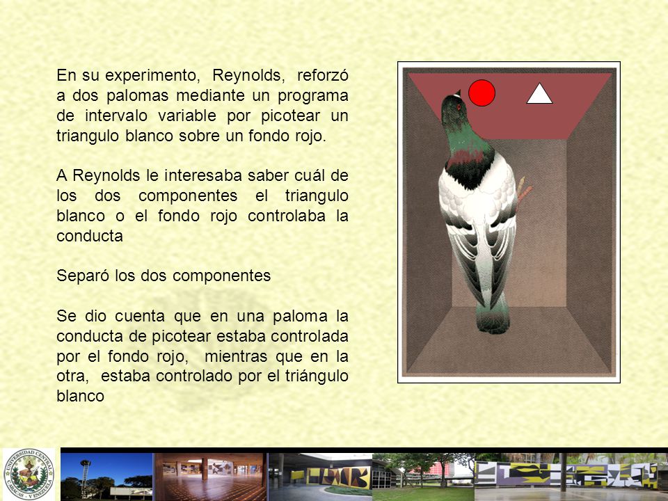 En su experimento, Reynolds, reforzó a dos palomas mediante un programa de intervalo variable por picotear un triangulo blanco sobre un fondo rojo.