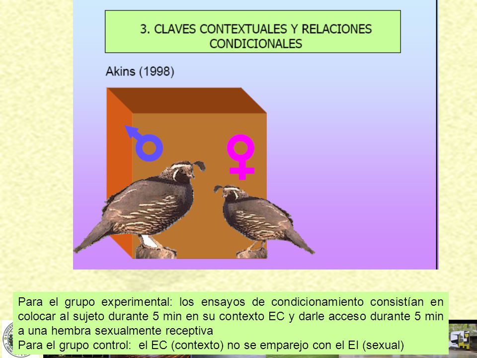 Para el grupo experimental: los ensayos de condicionamiento consistían en colocar al sujeto durante 5 min en su contexto EC y darle acceso durante 5 min a una hembra sexualmente receptiva