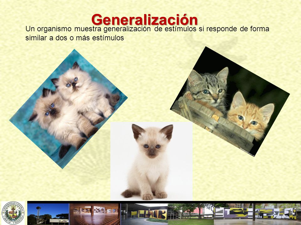 Generalización Un organismo muestra generalización de estímulos si responde de forma similar a dos o más estímulos.