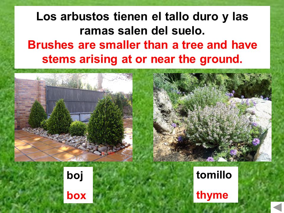 Los arbustos tienen el tallo duro y las ramas salen del suelo