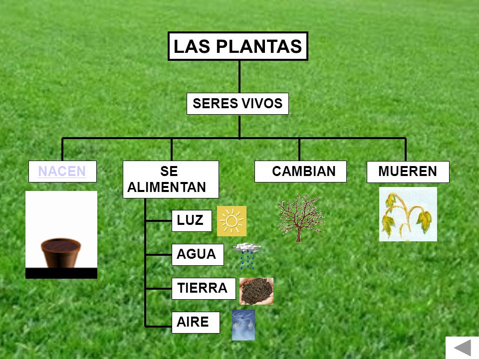 LAS PLANTAS SERES VIVOS NACEN SE ALIMENTAN CAMBIAN MUEREN LUZ AGUA