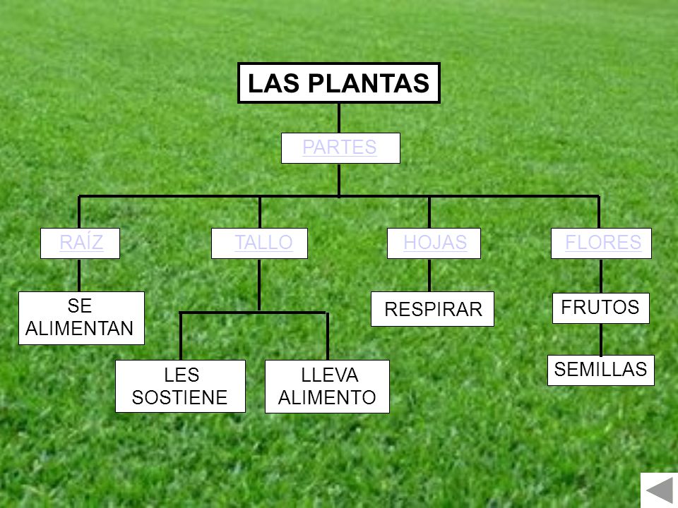 LAS PLANTAS RESPIRAR PARTES RAÍZ TALLO HOJAS FLORES SE ALIMENTAN