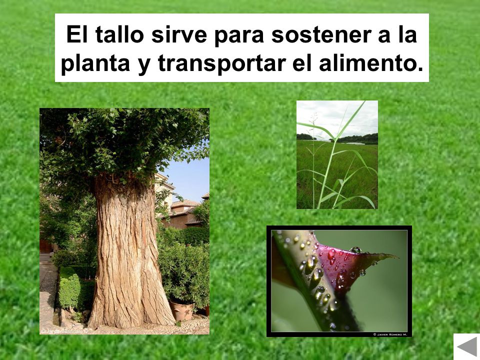 El tallo sirve para sostener a la planta y transportar el alimento.