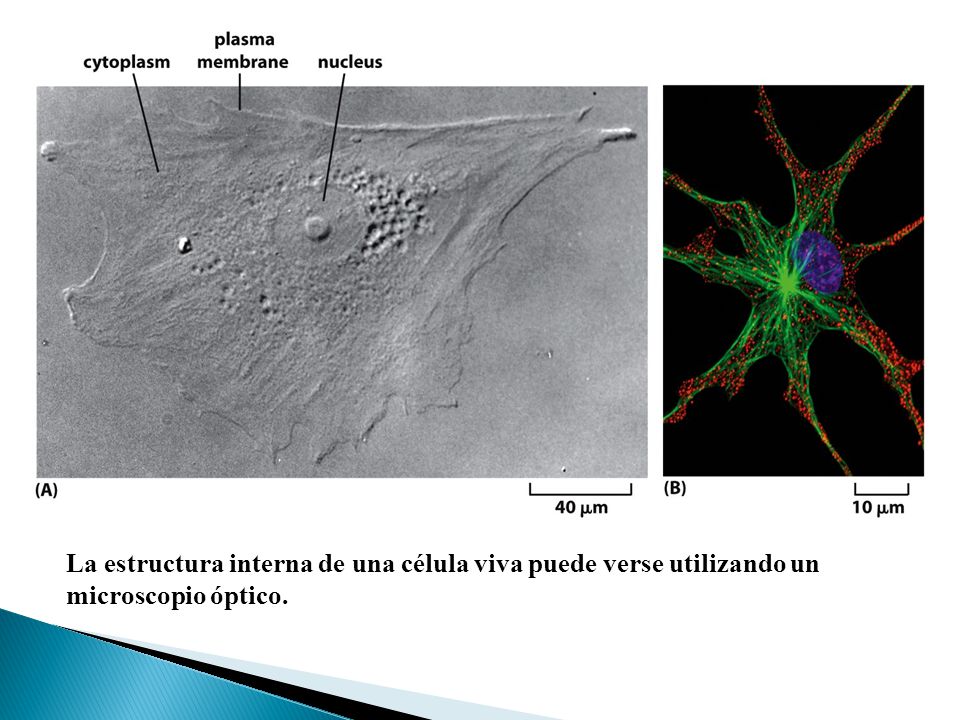 La estructura interna de una célula viva puede verse utilizando un microscopio óptico.