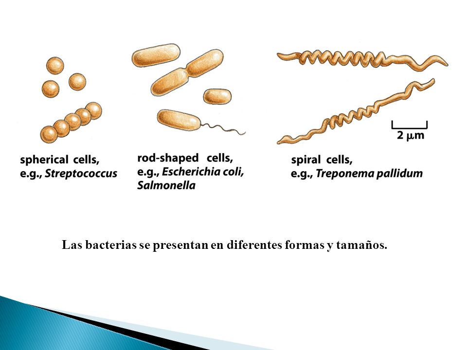 Las bacterias se presentan en diferentes formas y tamaños.