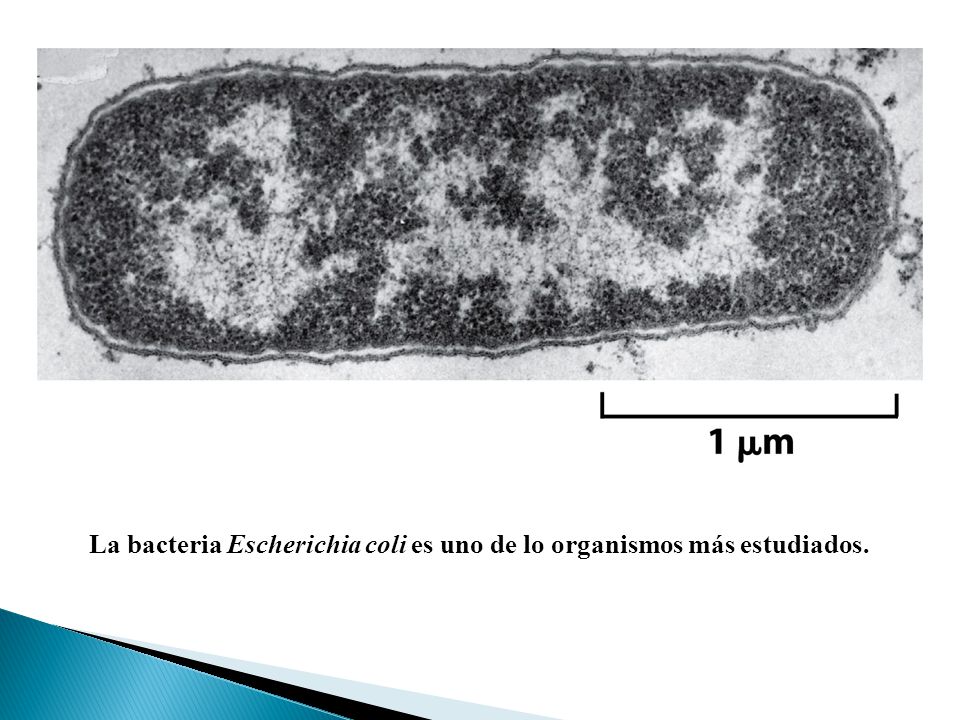 La bacteria Escherichia coli es uno de lo organismos más estudiados.