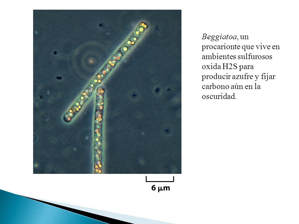 Beggiatoa, un procarionte que vive en ambientes sulfurosos oxida H2S para producir azufre y fijar carbono aún en la oscuridad.