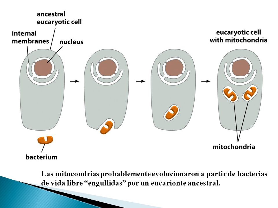 Las mitocondrias probablemente evolucionaron a partir de bacterias de vida libre engullidas por un eucarionte ancestral.