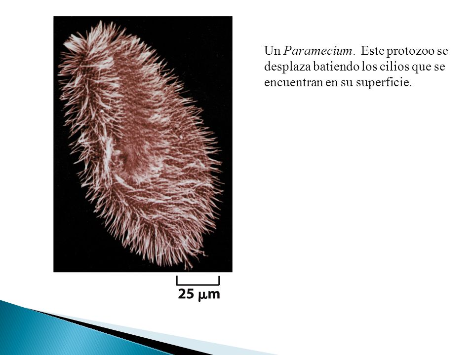 Un Paramecium. Este protozoo se desplaza batiendo los cilios que se encuentran en su superficie.