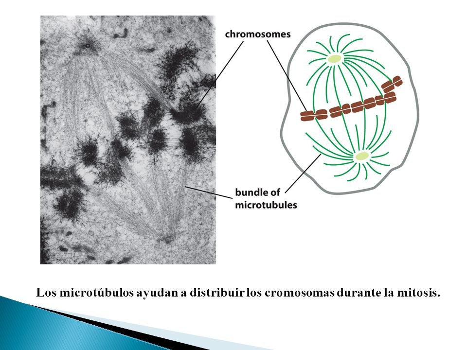 Los microtúbulos ayudan a distribuir los cromosomas durante la mitosis.