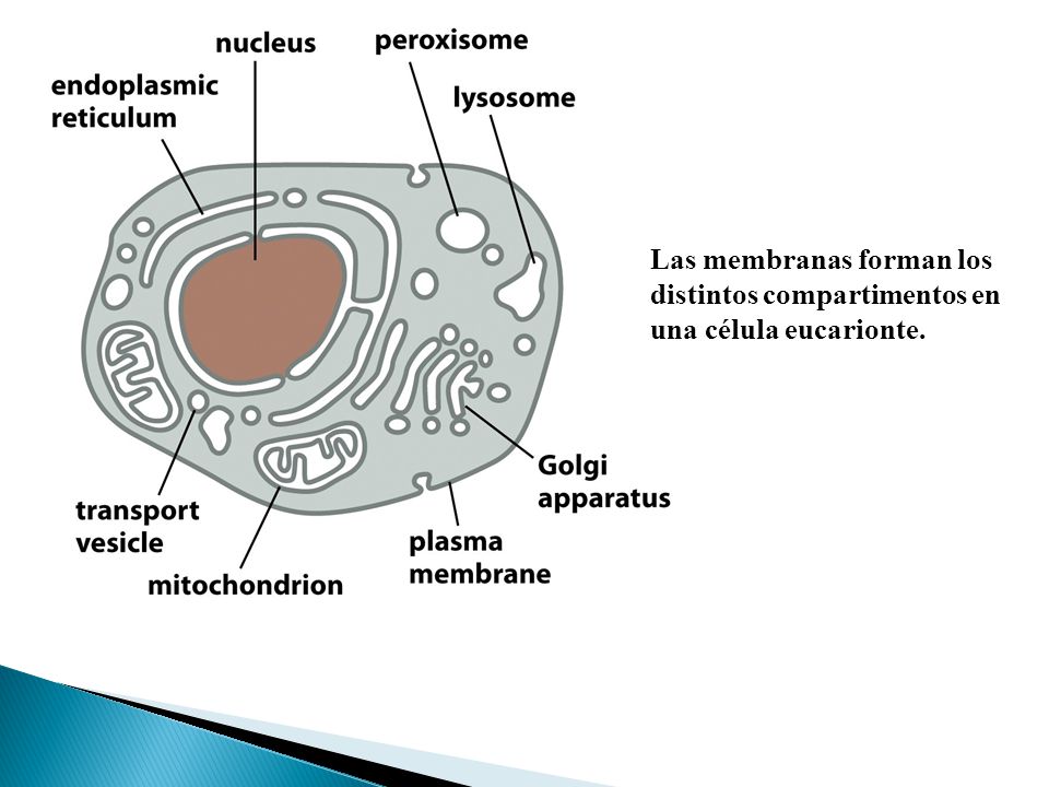 Las membranas forman los distintos compartimentos en una célula eucarionte.