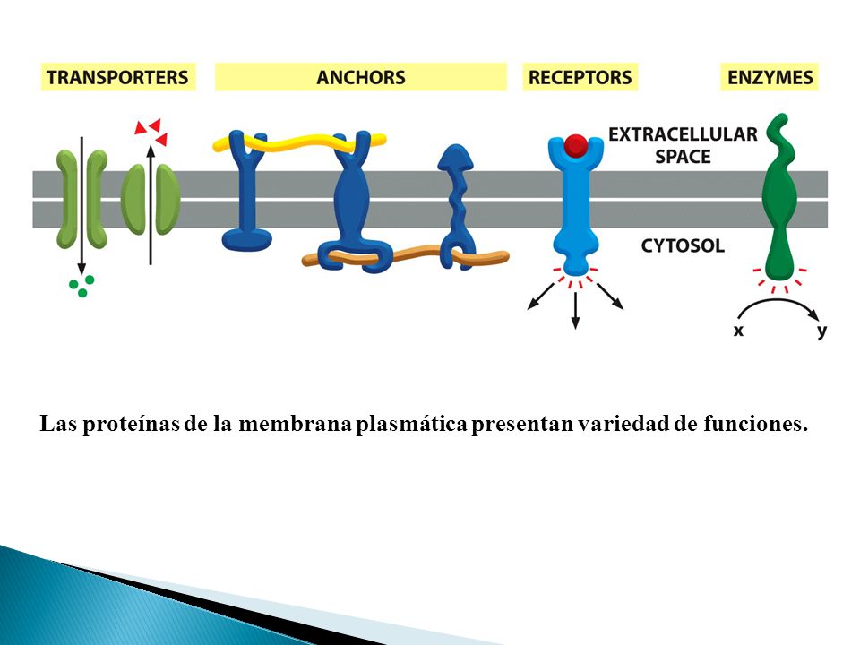 Las proteínas de la membrana plasmática presentan variedad de funciones.
