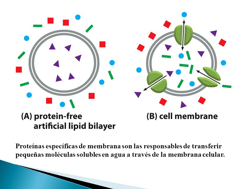 Proteínas específicas de membrana son las responsables de transferir pequeñas moléculas solubles en agua a través de la membrana celular.
