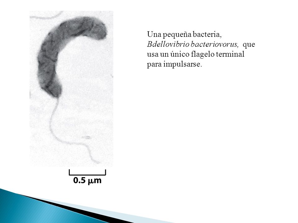 Una pequeña bacteria, Bdellovibrio bacteriovorus, que usa un único flagelo terminal para impulsarse.